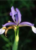 Iris graminea